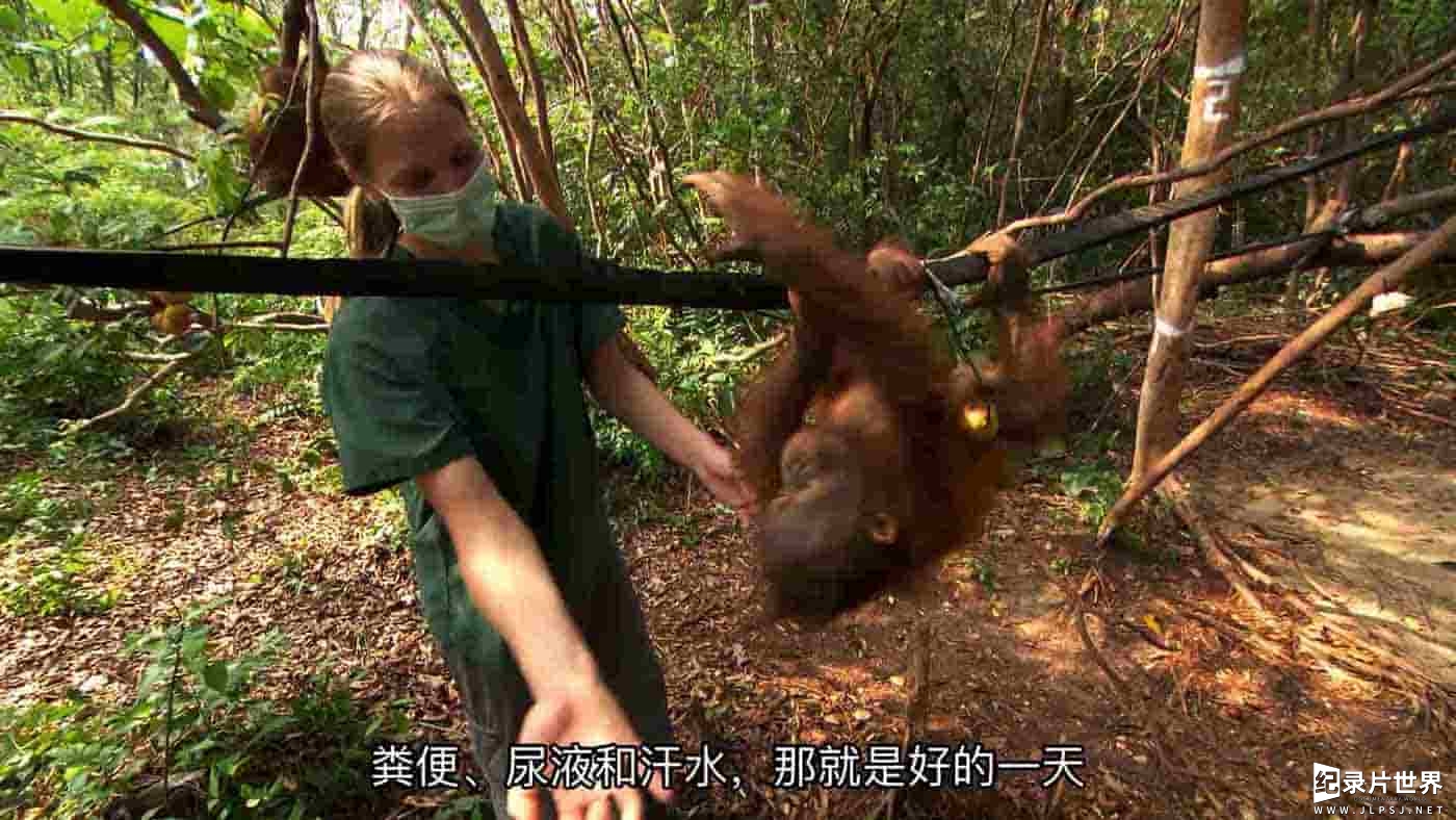 国家地理《红毛猩猩救援行动 Operation Orangutan 2015》全1集