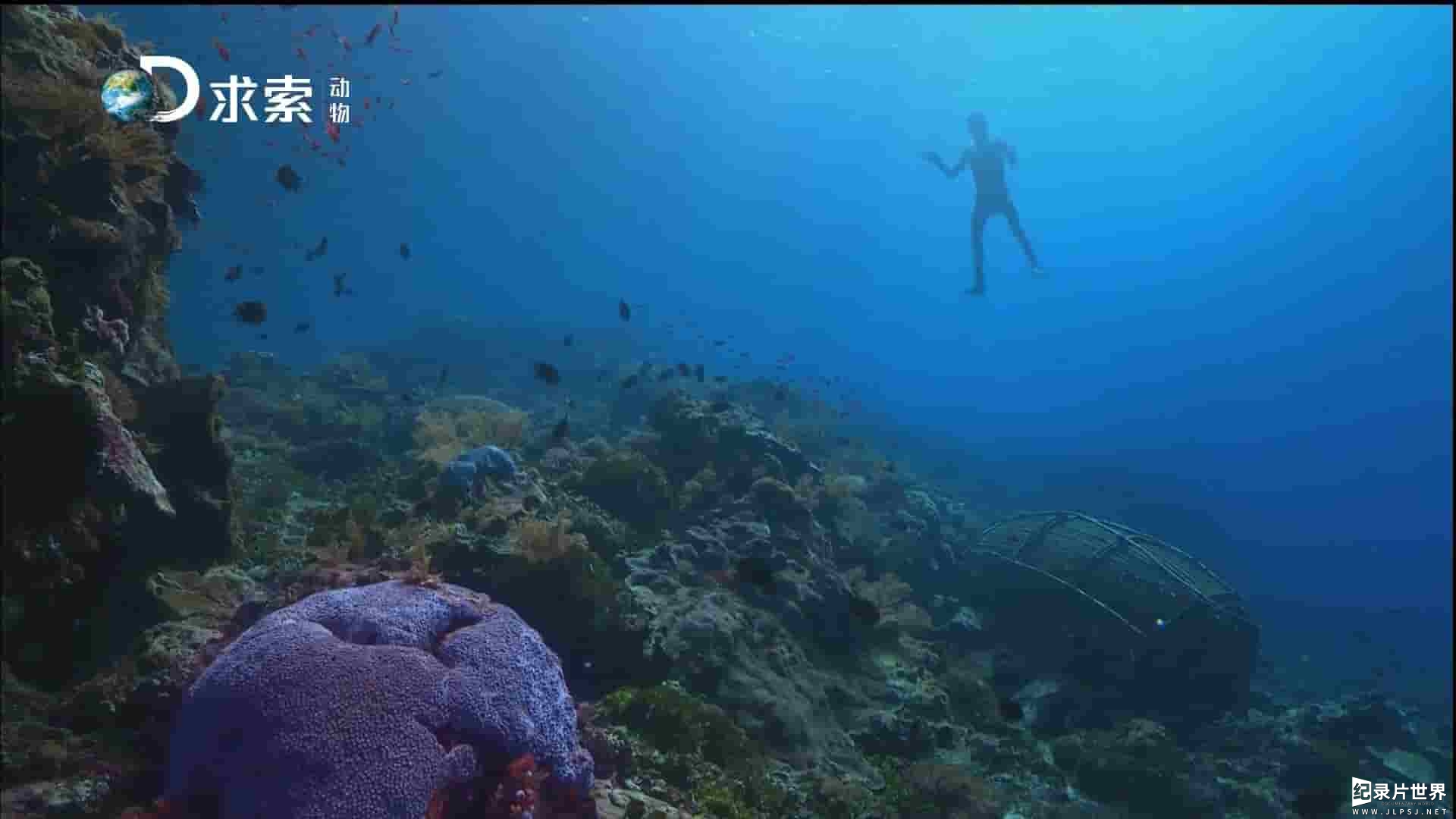 探索频道/求索纪录片《珊瑚大三角 The Coral Triangle》全3集