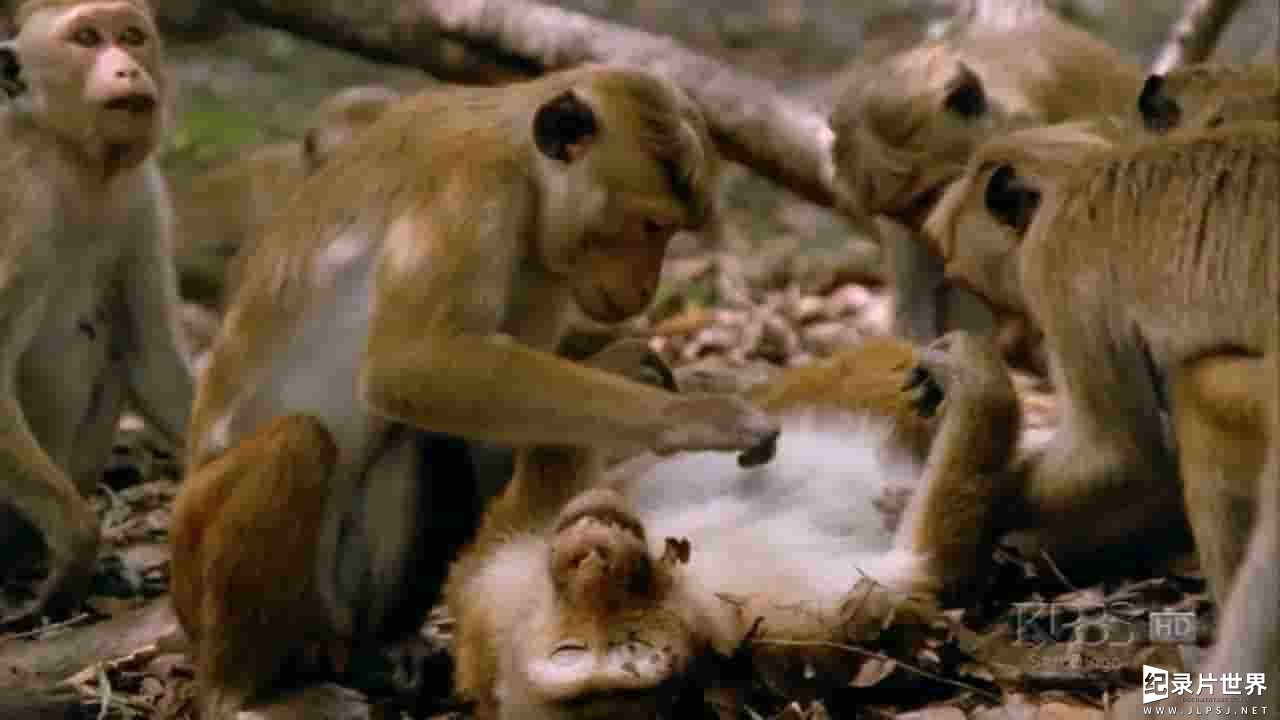 美国纪录片/PBS纪录片 《聪明的猴子/自然：聪明的猴子Nature Clever Monkeys》全1集