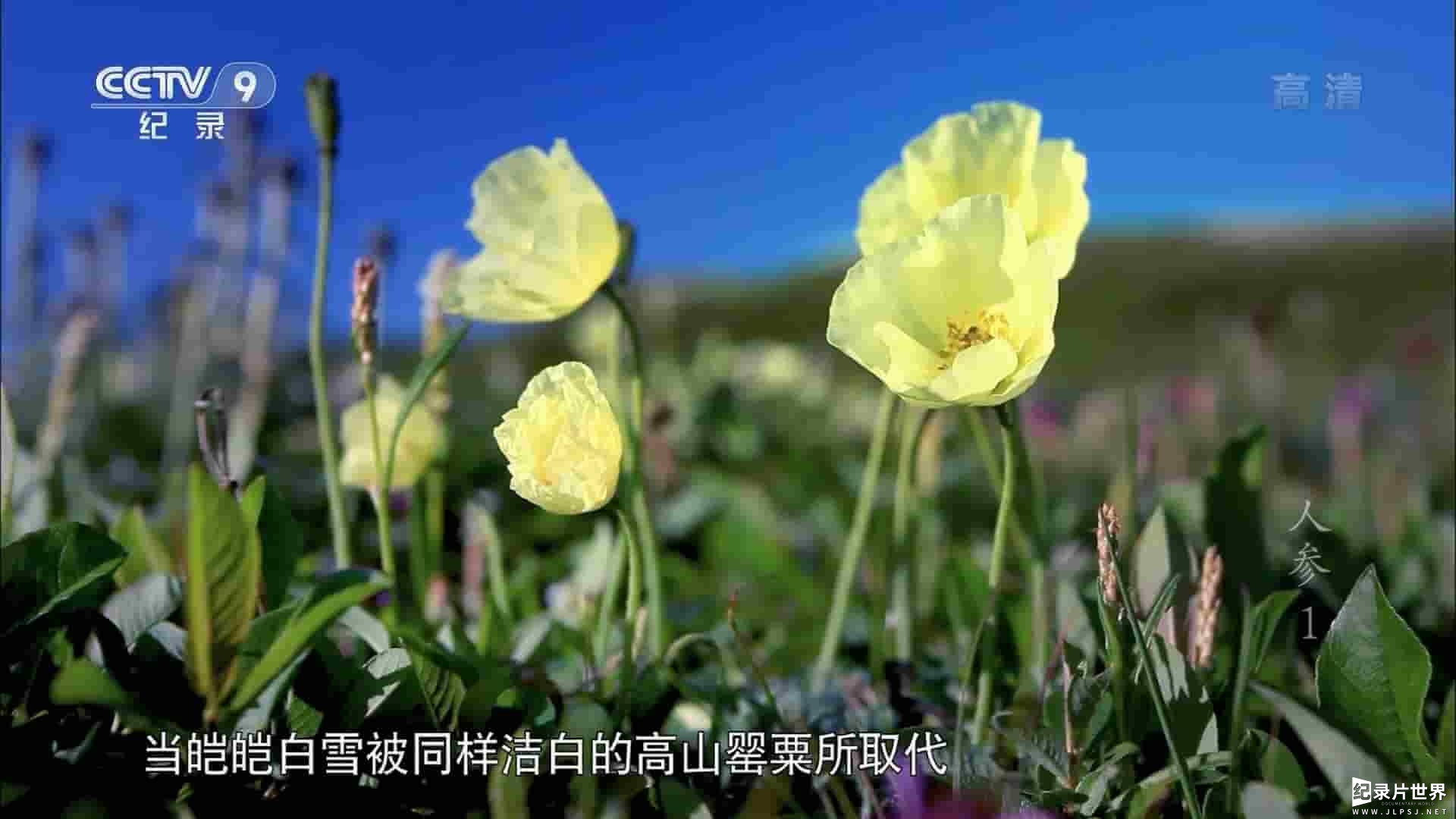 央视纪录片/大型人文纪录片《人参 Ginseng》全5集 