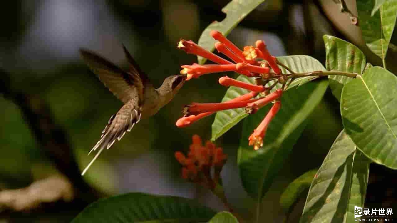 德国纪录片《神话亚马逊 Mythos Amazonas》全3集