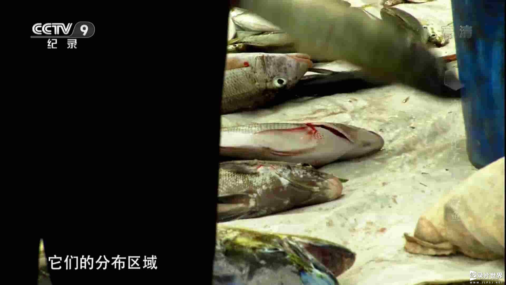 央视纪录片《海洋活化石——腔棘鱼 Dinofish 2013》全1集 