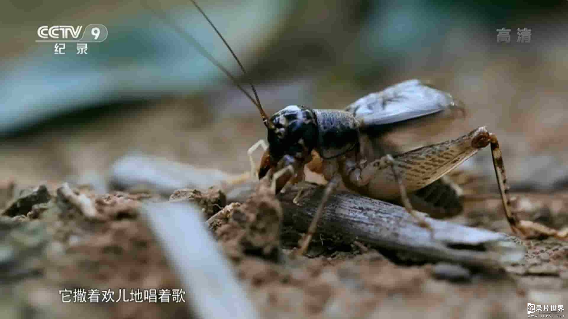 央视纪录片《驯虫记 2016》全1集 