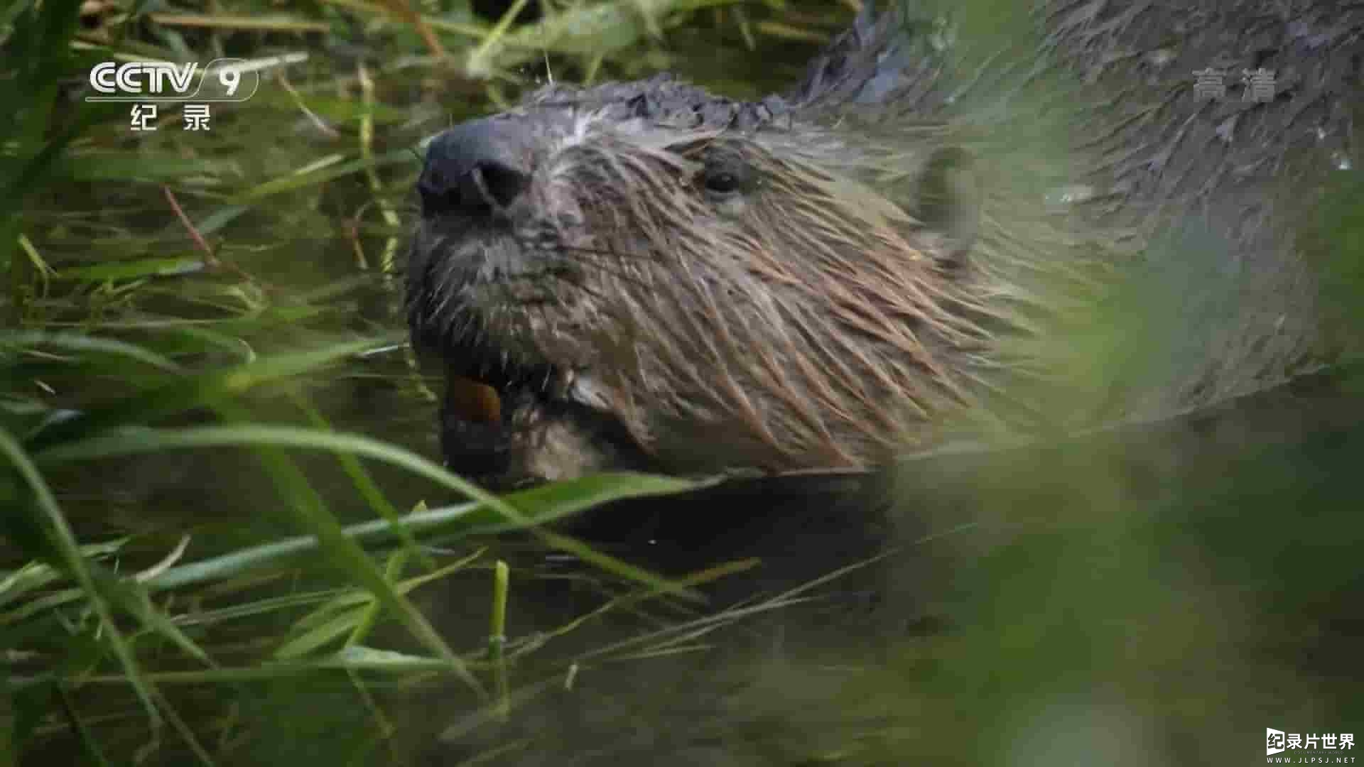 央视纪录片《河狸历险记/河狸回归 Waterland Warriors:The Beavers are Back 2015》全1集