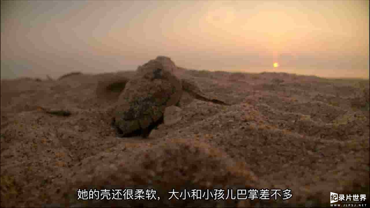 海龟奇妙之旅《在海里飞翔 Turtle: The Incredible Journey》全1集