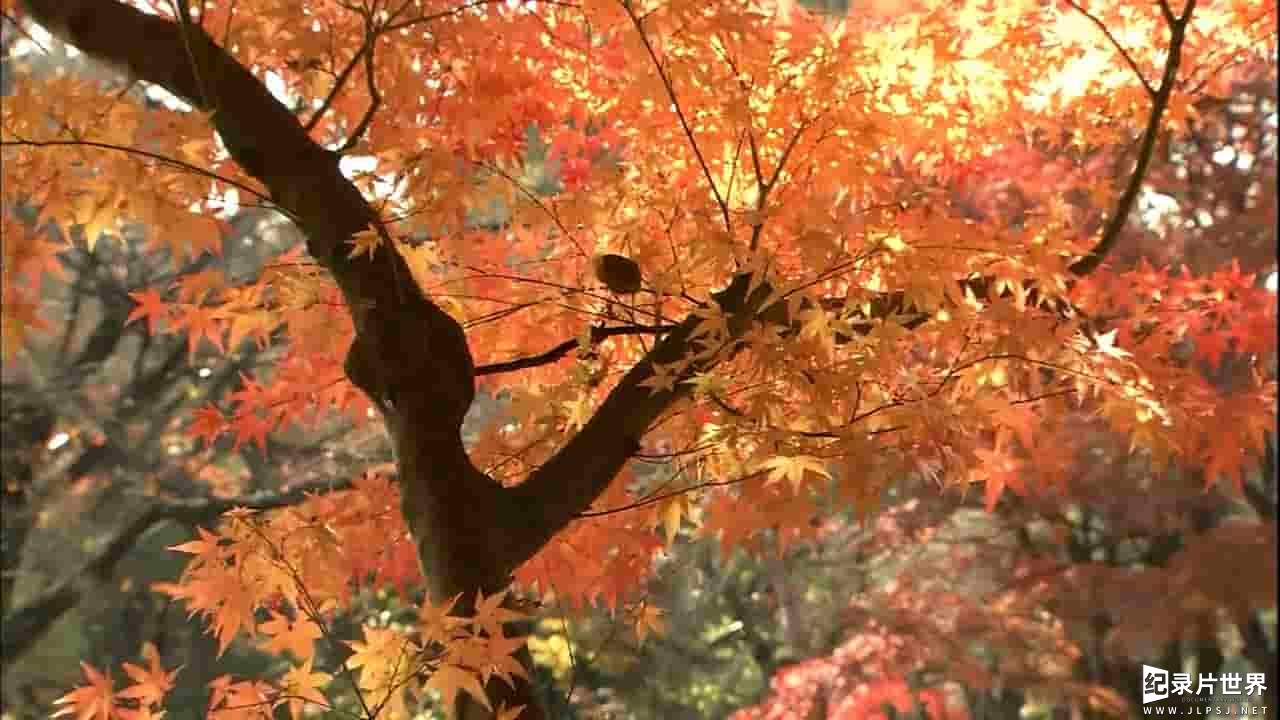 NHK纪录片《和食—千年美味传奇》全1集