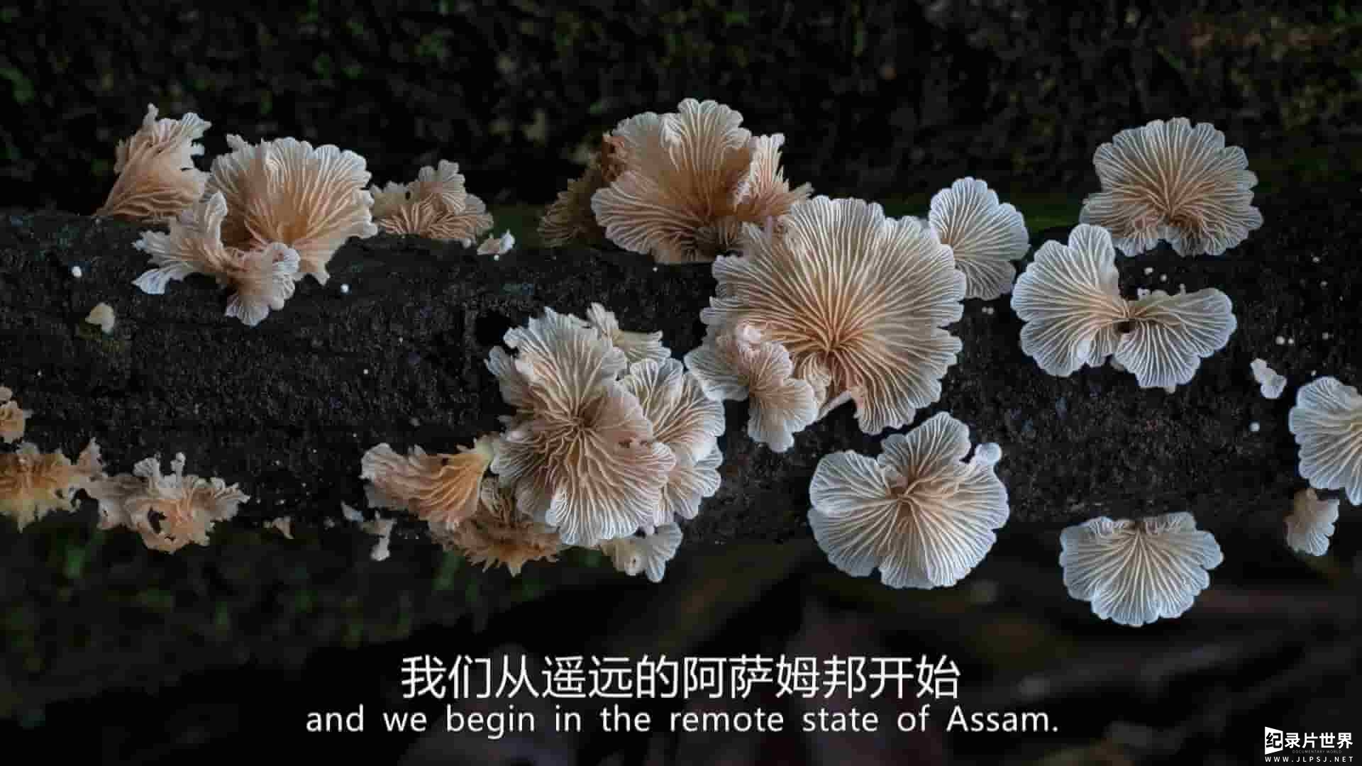 加拿大纪录片《真菌王国/真菌如何造就世界 Planet Fungi: North East India 2020》全2集 