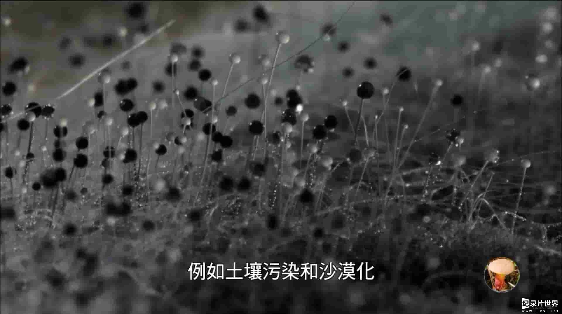 美国纪录片《超级真菌 Super Fungi 2013》全1集