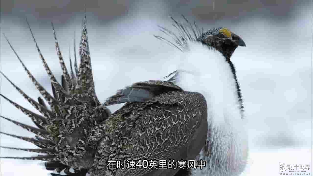 PBS纪录片《自然:艾灌海洋 Nature: The Sagebrush Sea》全1集