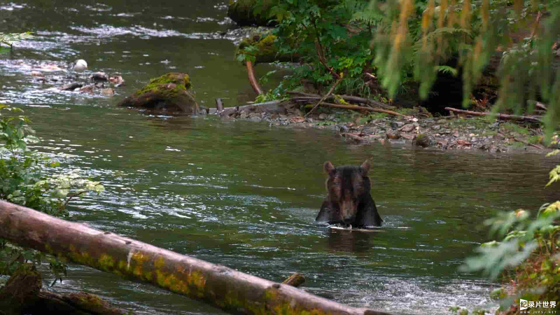 史密森尼频道《阿拉斯加之夏 Alaskan Summer 2017》全1集 