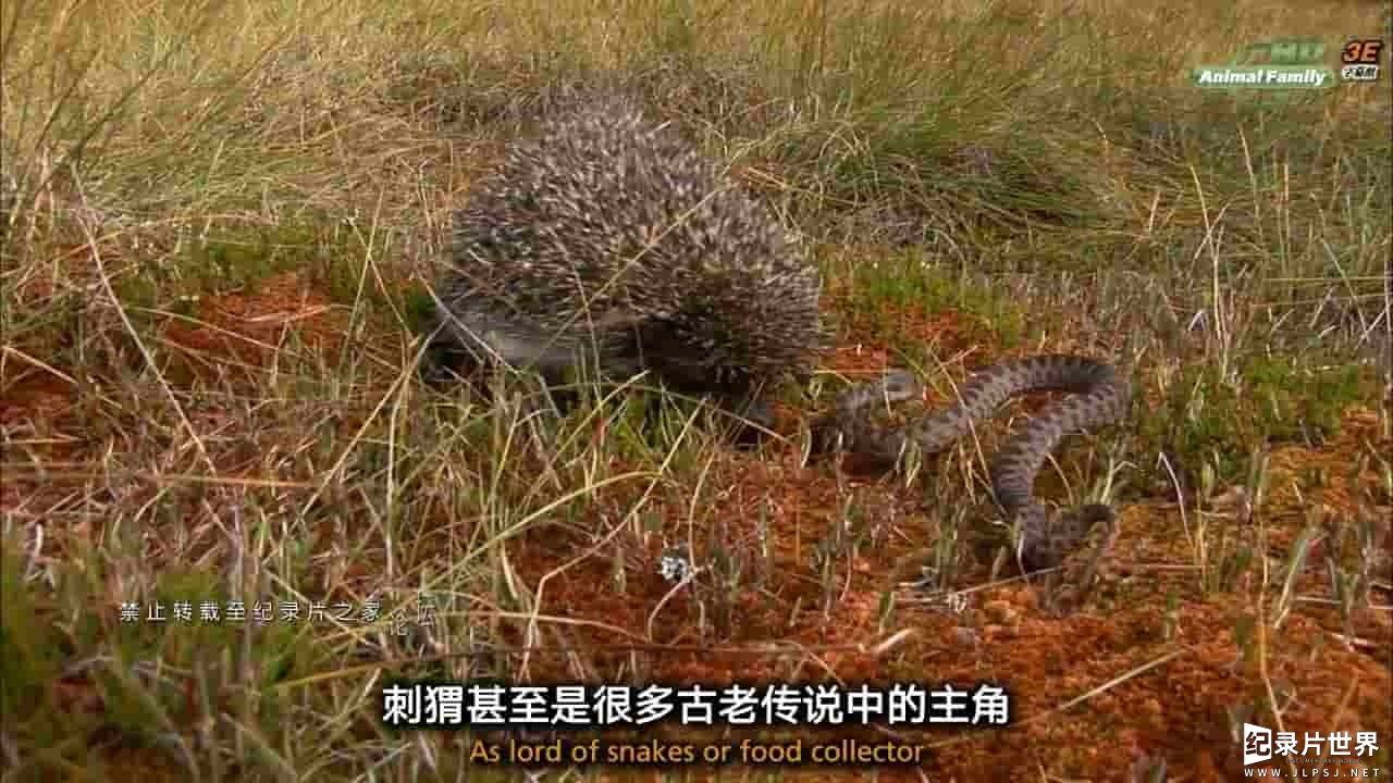 奥地利纪录片《小刺蝟大智慧/刺猬的一年 The Year of the Hedgehog》全1集