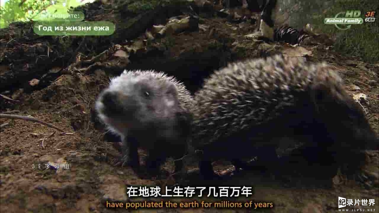 奥地利纪录片《小刺蝟大智慧/刺猬的一年 The Year of the Hedgehog》全1集