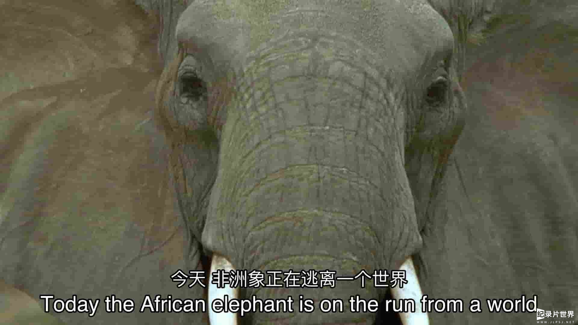 PBS纪录片《逃亡中的大象 Elephants on the Run 2023》全1集 