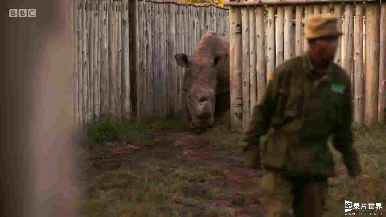 BBC纪录片《苏丹：最后的犀牛Sudan The Last of the Rhinos 2017》全1集