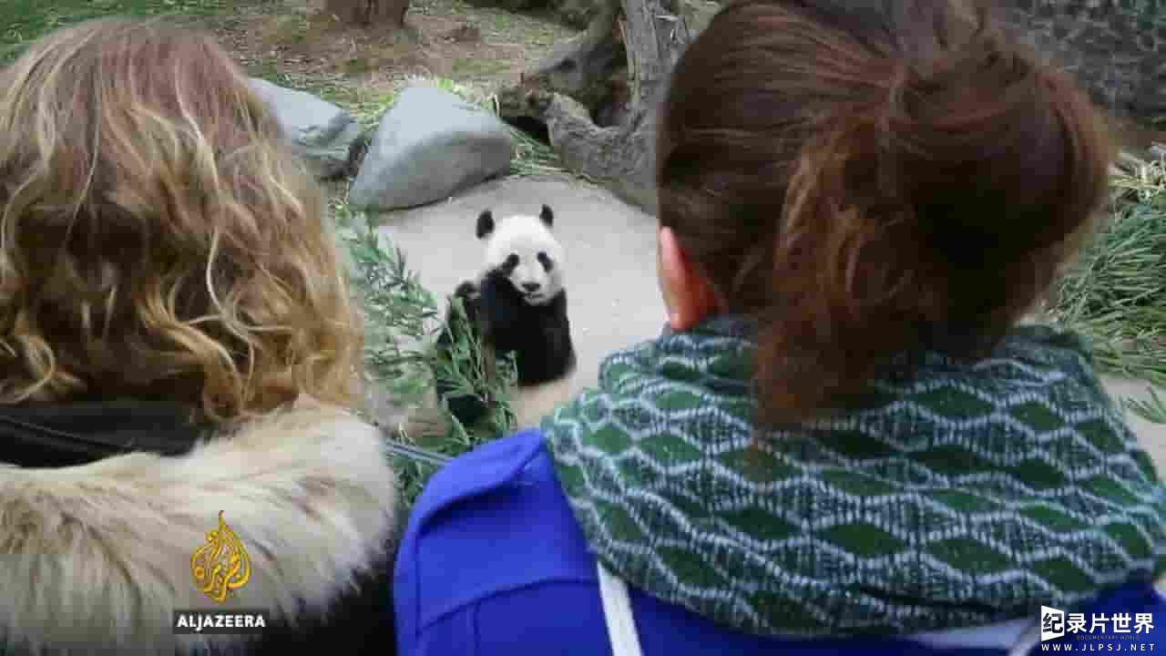 半岛电视台《拯救大熊猫 Saving China's Pandas 2017》全1集 