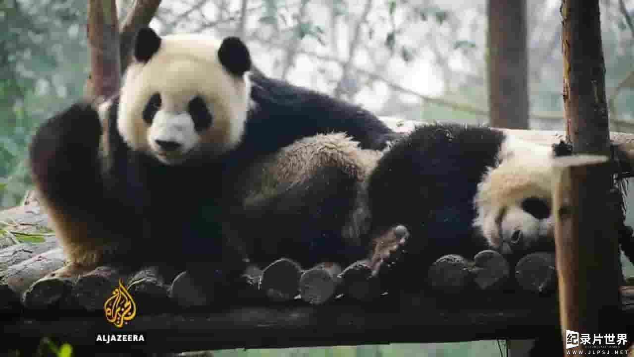 半岛电视台《拯救大熊猫 Saving China's Pandas 2017》全1集 