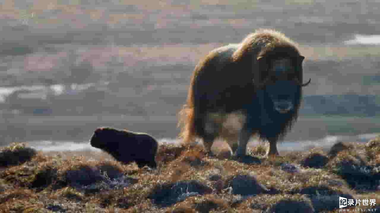 Ch5纪录片《阿拉斯加：狂野一年 Alaska A Year In The Wild 2017》全4集