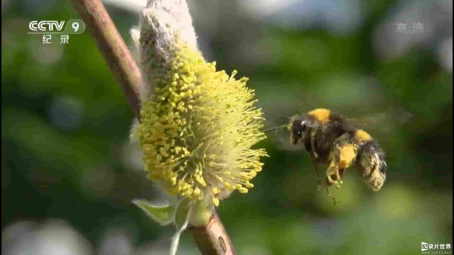 央视纪录片《揭秘熊峰 Secrets of BumbleBees 2017》全1集