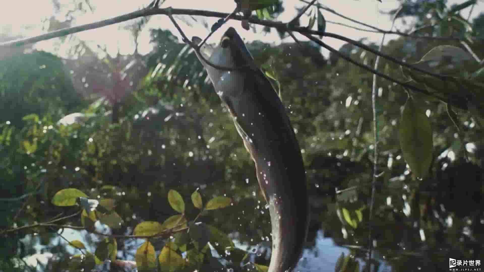 TerraMater纪录片《巴西—自然历史 Brazil A Natural History 2015》全5集