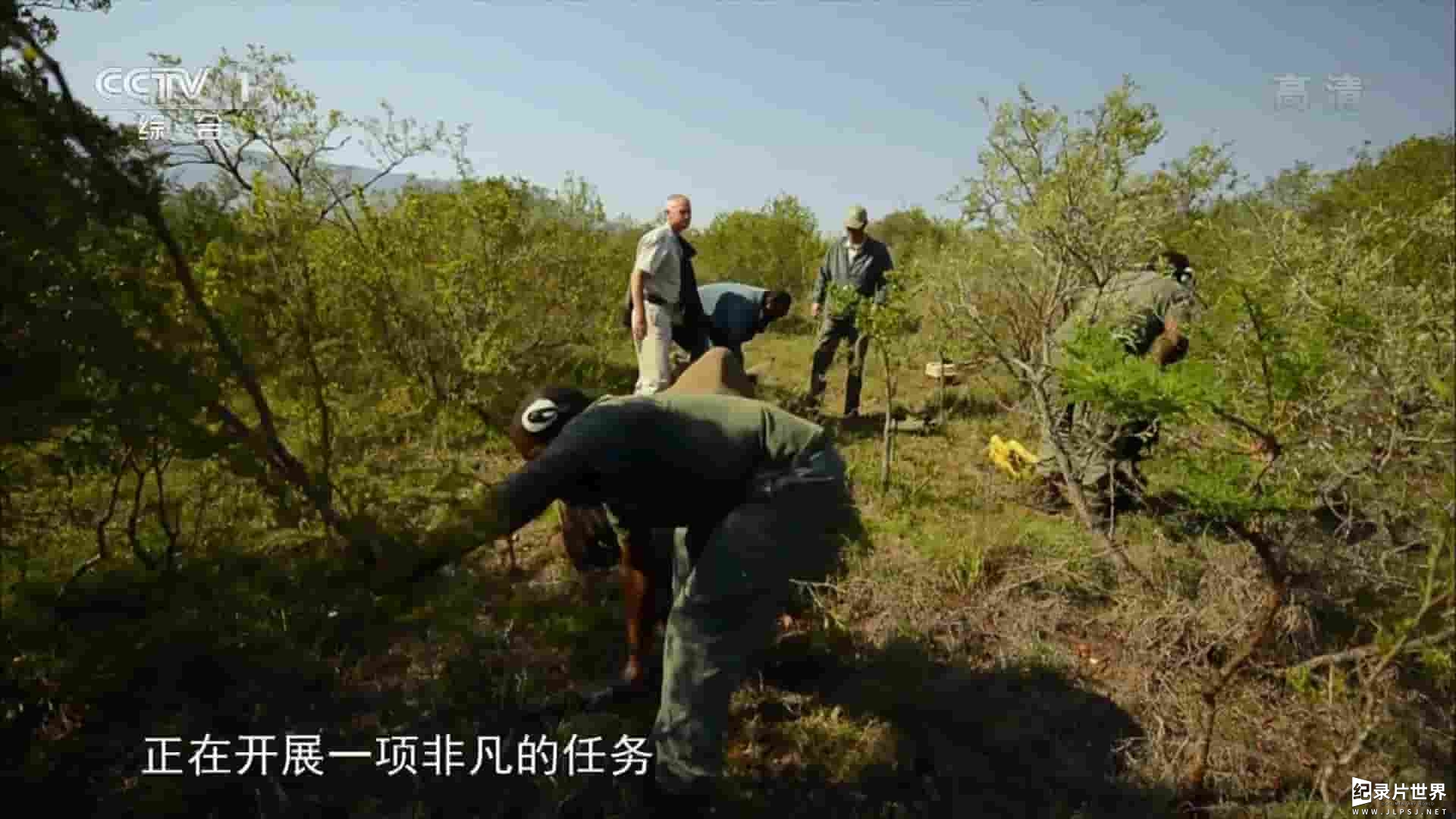 BBC纪录片《飞翔的犀牛 Flight of the Rhino 2013》全1集