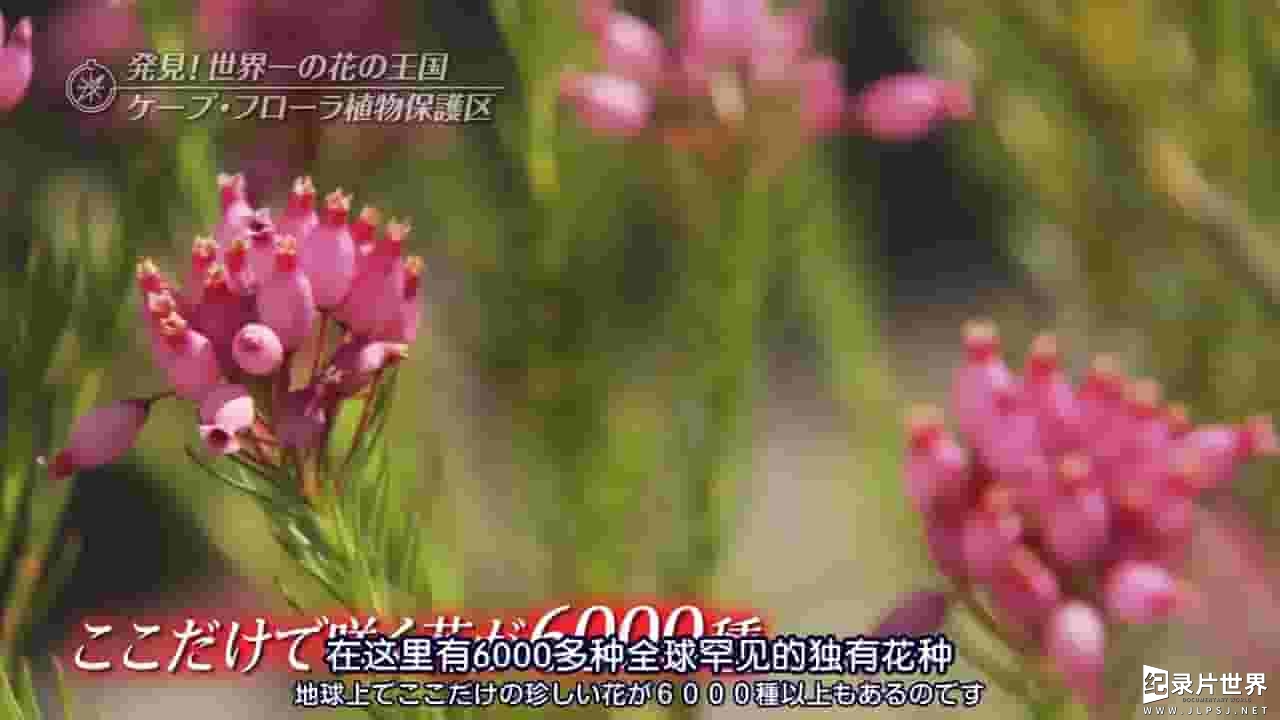 TBS纪录片《世界遗产：开普植物王国 2015》全1集