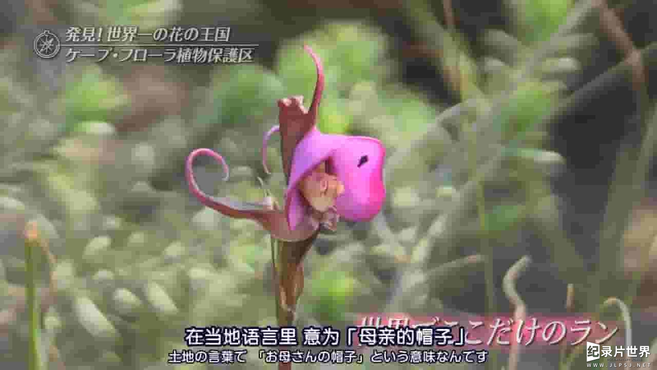 TBS纪录片《世界遗产：开普植物王国 2015》全1集