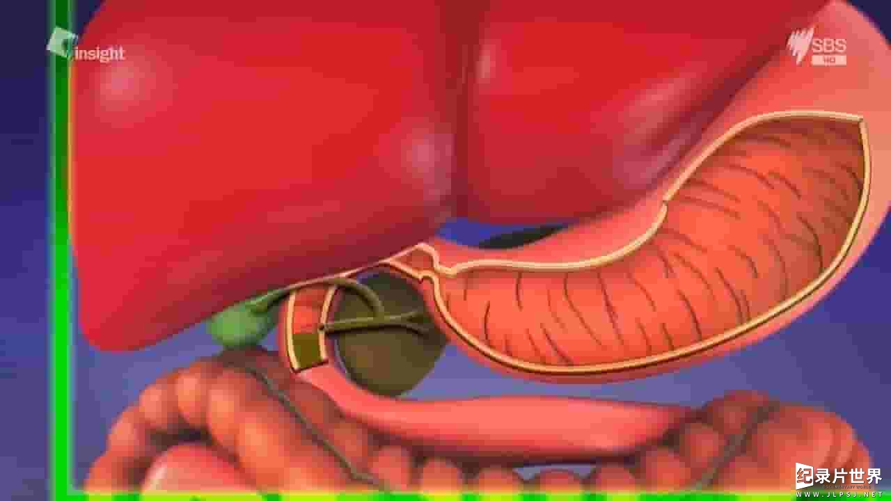 SBS纪录片《感知消化系统 Insight 2017 Gut Feeling》全1集
