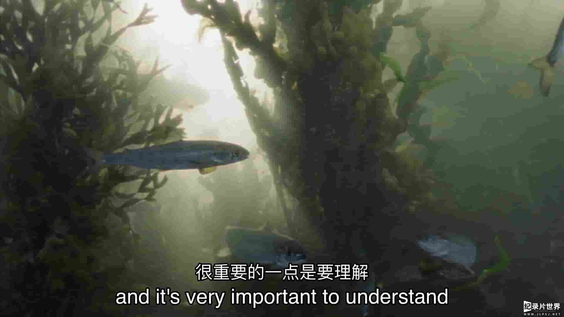 美国纪录片《大西洋鲑鱼：迷失在海上 Atlantic Salmon: Lost at Sea 2018》全1集