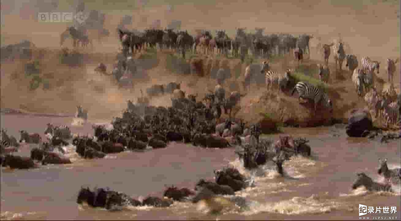 BBC纪录片《大迁徙 角马群里的间谍 Trek: Spy on the Wildebeest》全2集 