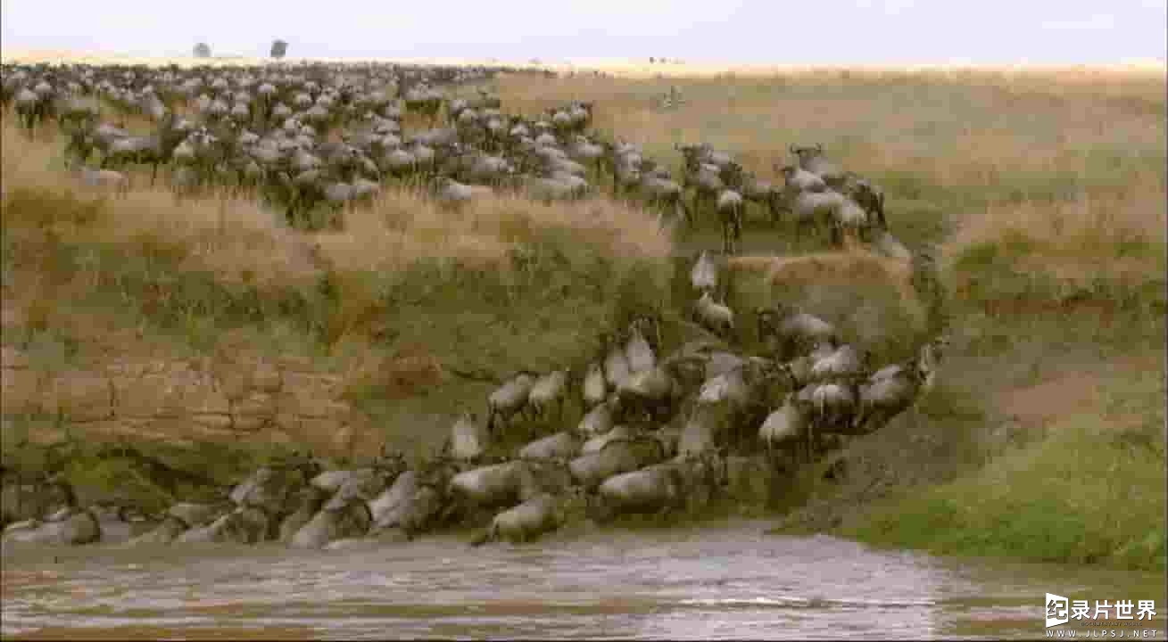 BBC纪录片《大迁徙 角马群里的间谍 Trek: Spy on the Wildebeest》全2集 