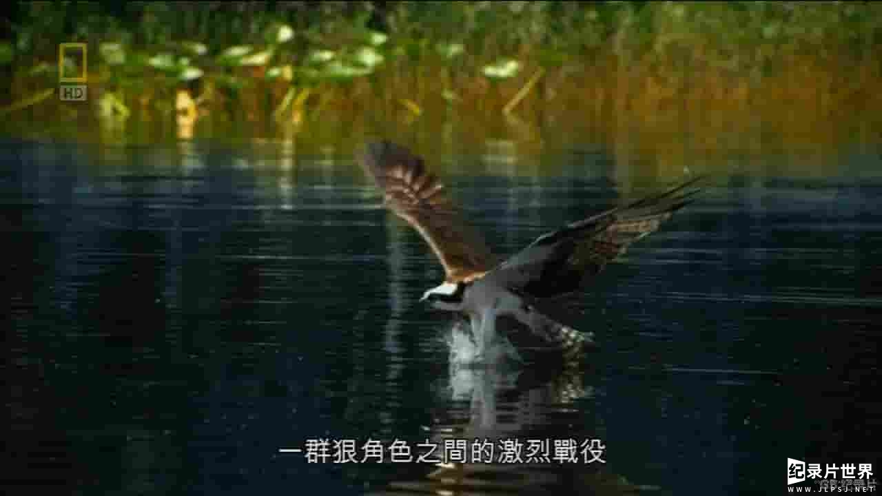 国家地理《佛罗里达：鳄鱼海岸 Wild Florida：Croc Coast 2014》全1集 