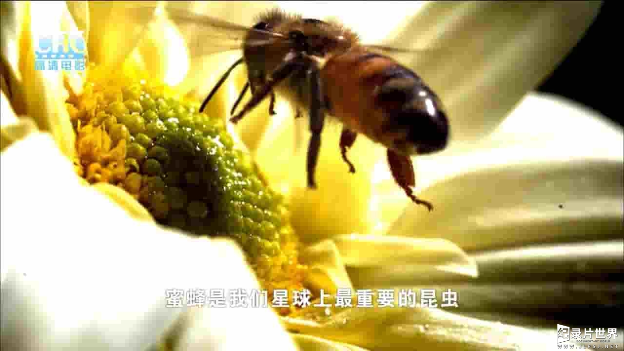 CHC纪录片《蜜蜂杀手 Honeybee Blues 2009》全1集 