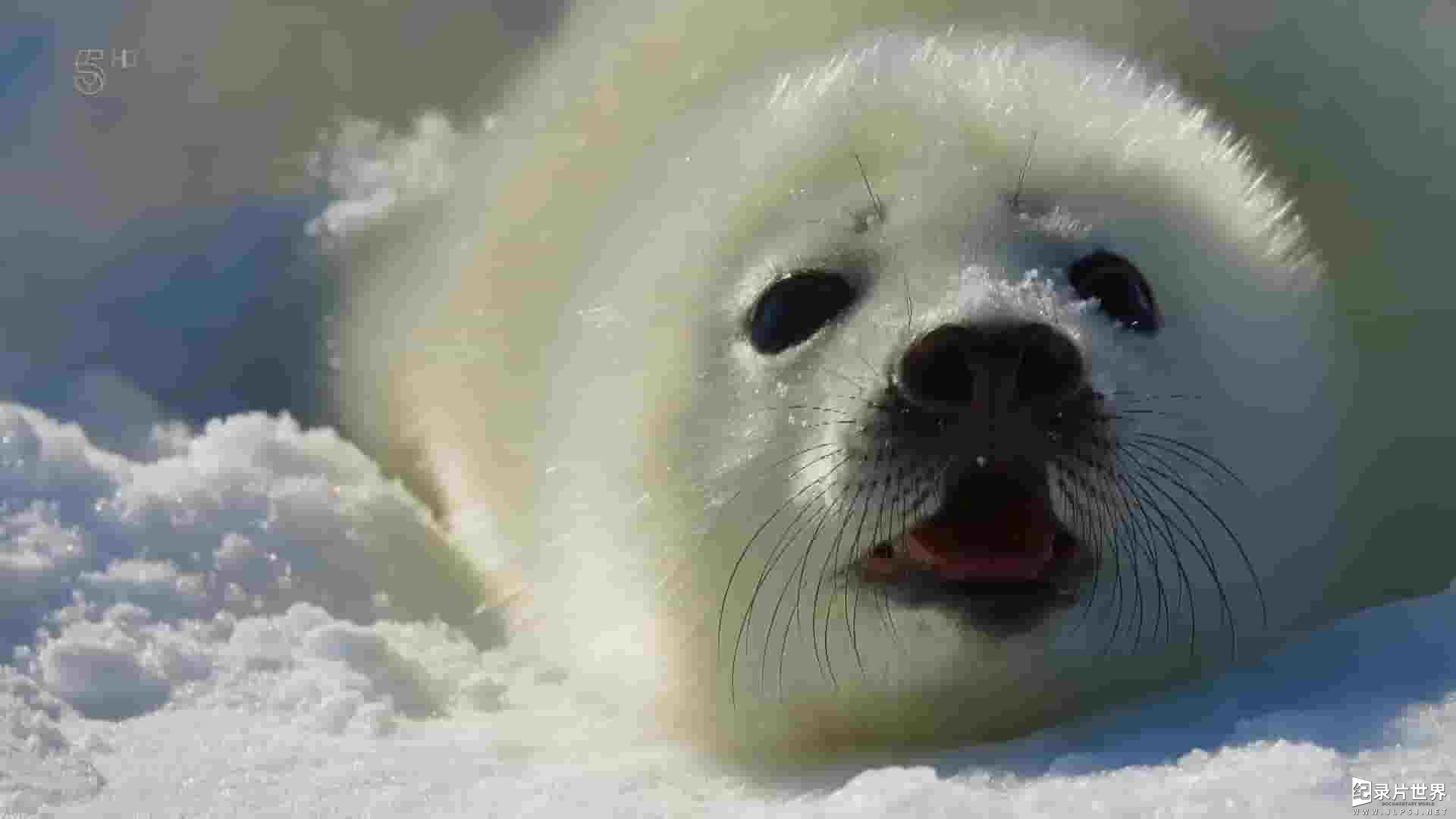 Ch5纪录片《加拿大：野外奇境年鉴 Canada A Year in the Wild 2018》第1季全4集