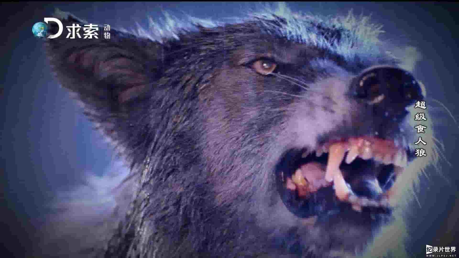 求索纪录片《超级食人狼 Man-Eating Super Wolves 2015》全1集