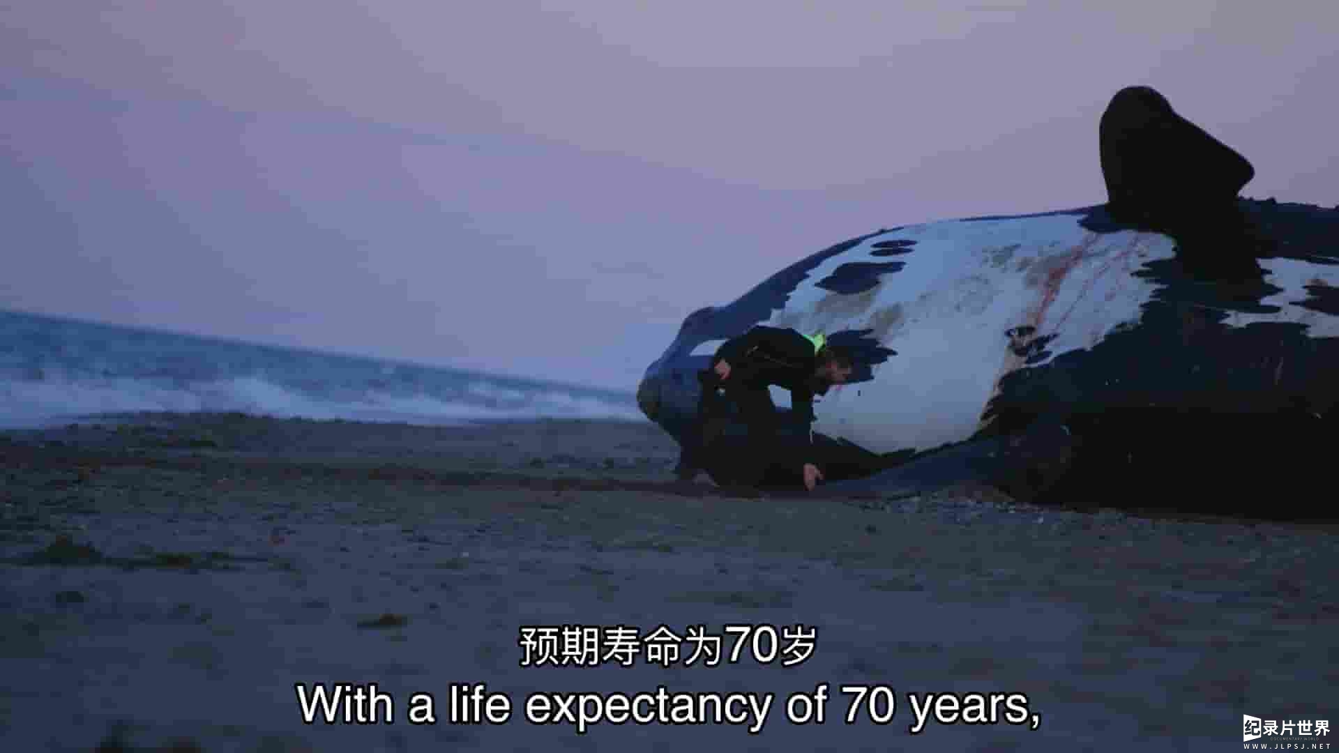 PBS纪录片《拯救露脊鲸 Saving the Right Whale 2023》全1集