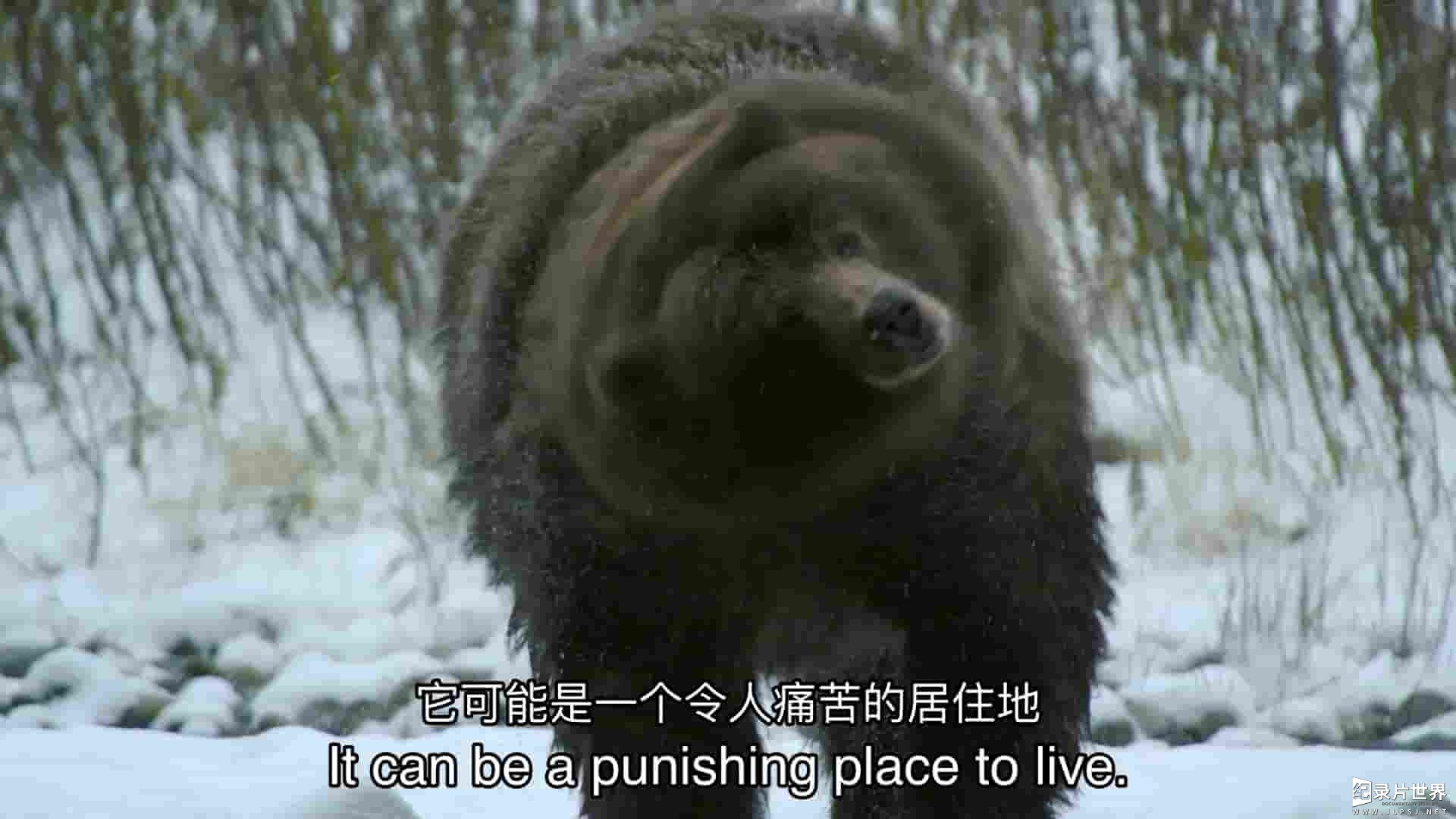 PBS纪录片《加拿大：在狂野的北方生存 Canada: Surviving the Wild North 2022》全1集