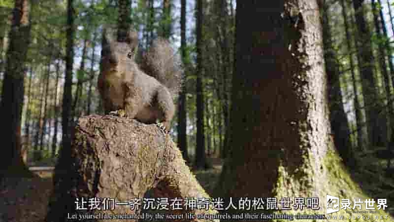 Altayfilm纪录片《痴迷坚果-松鼠世界传奇 Going Nuts Tales from Squirrel World 2019》全1集