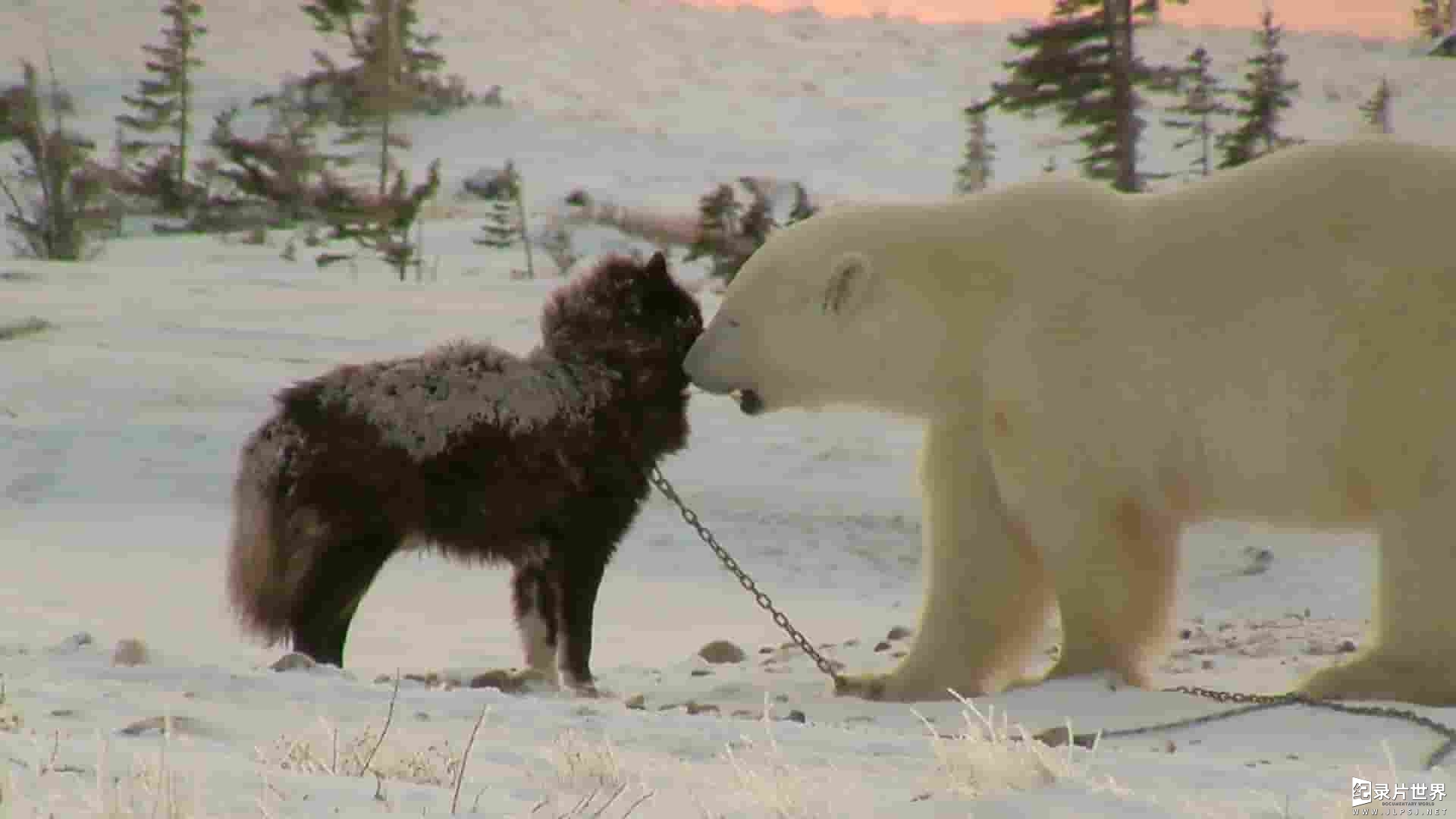 新西兰纪录片《濒危的爱斯基摩犬 The Last Dogs of Winter 2011》全1集