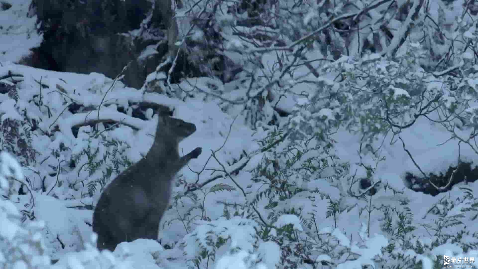  ABC纪录片《大卫·爱登堡的塔斯马尼亚 David Attenborough's Tasmania 2018》全1集 