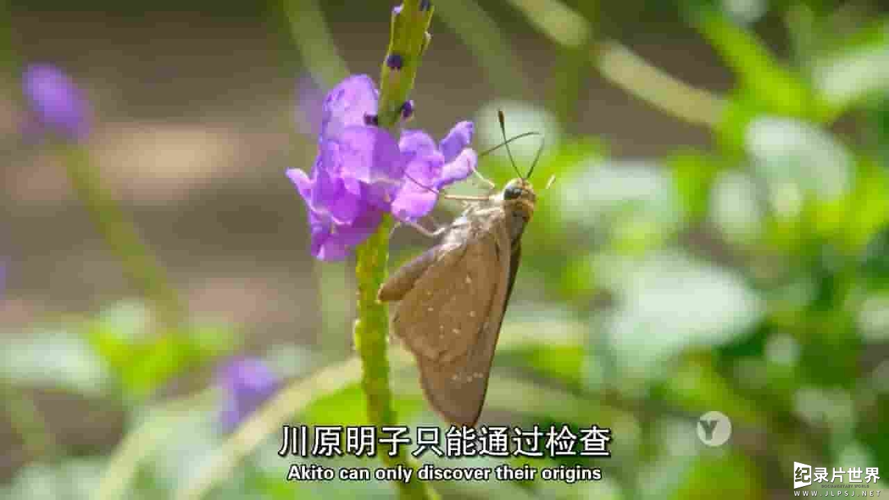 PBS纪录片《性感 谎言和蝴蝶 Sex Lies and Butterflies》全1集