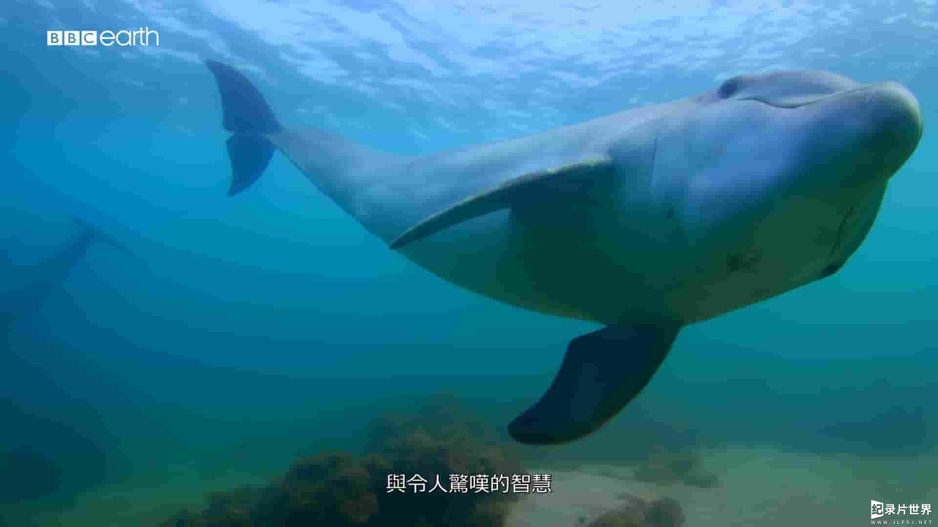 BBC纪录片《海洋间谍 Spy in the Ocean 2023》第1季全4集