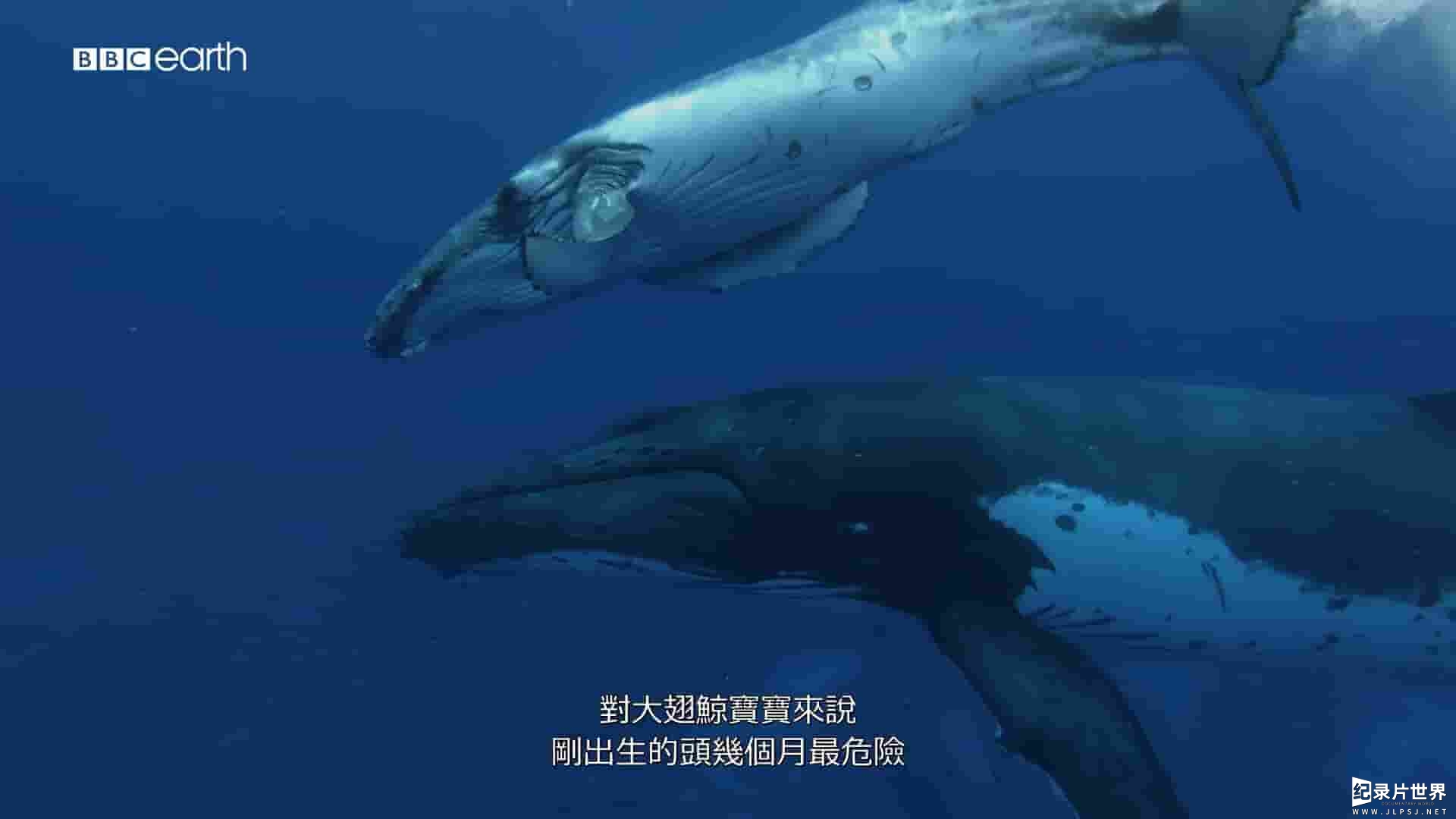 BBC纪录片《海洋间谍 Spy in the Ocean 2023》第1季全4集