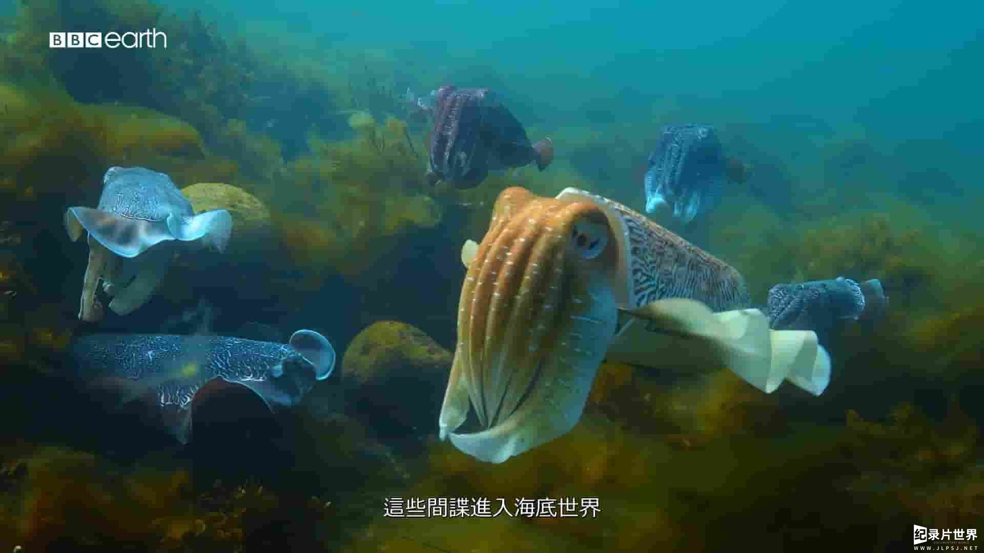 BBC纪录片《海洋间谍 Spy in the Ocean 2023》第1季全4集