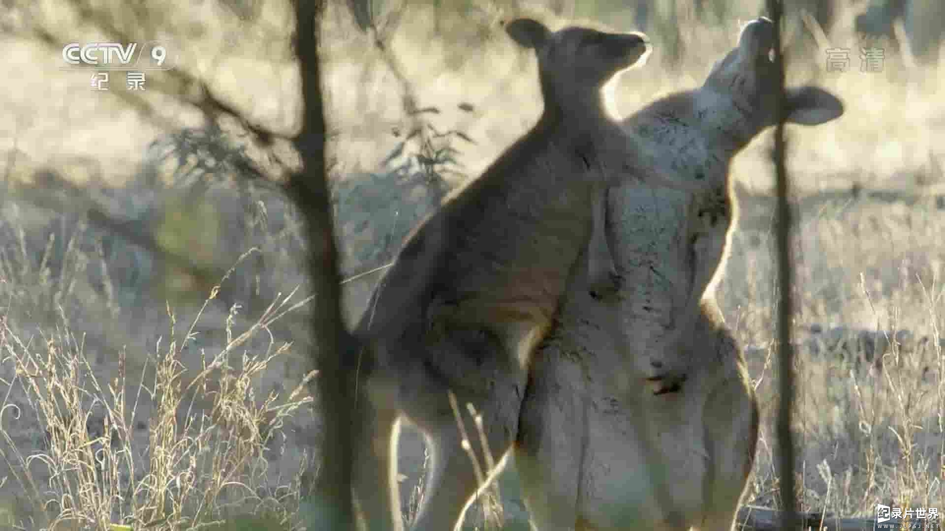 PBS纪录片《袋鼠的秘密生活 Secret Life of the Kangaroo》第1季全3集