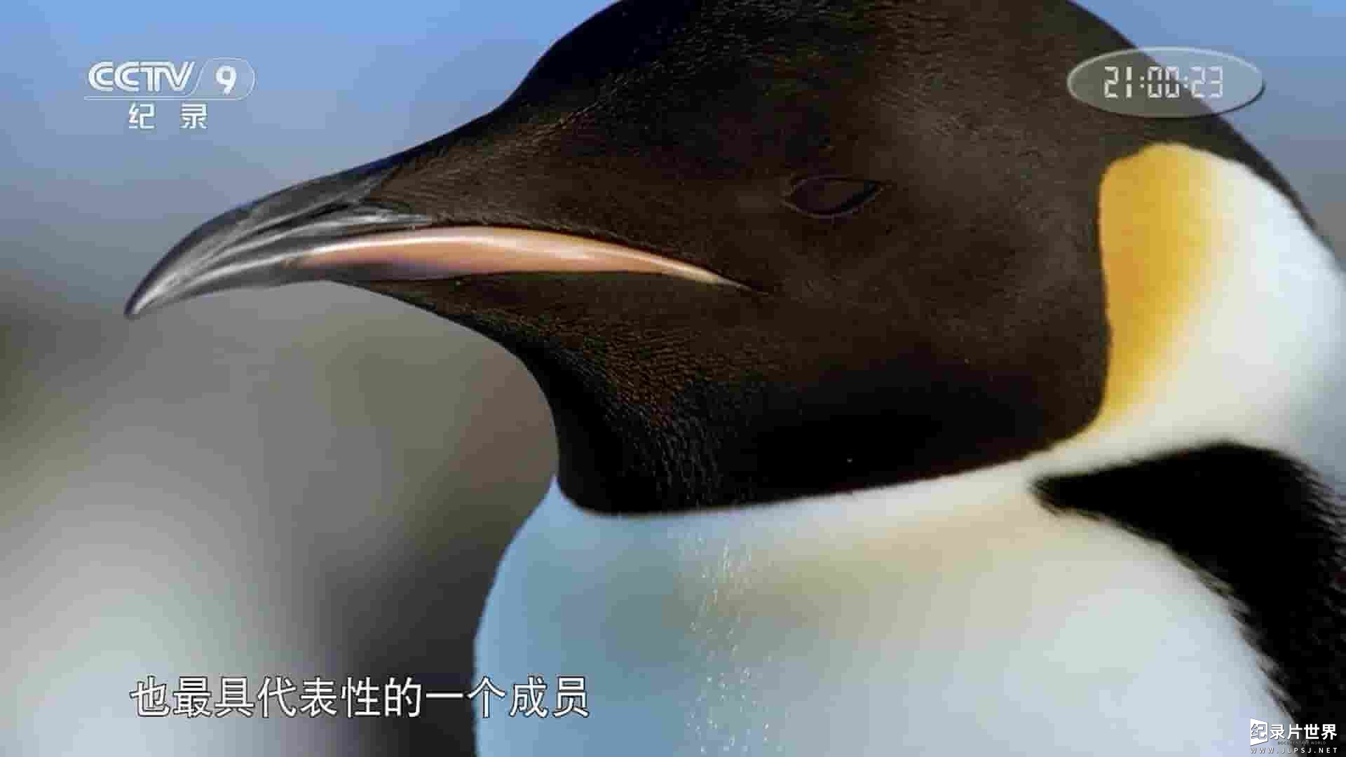 BBC纪录片《企鹅家族/企鹅与种族 Penguins: Meet the Family 2020》全1集