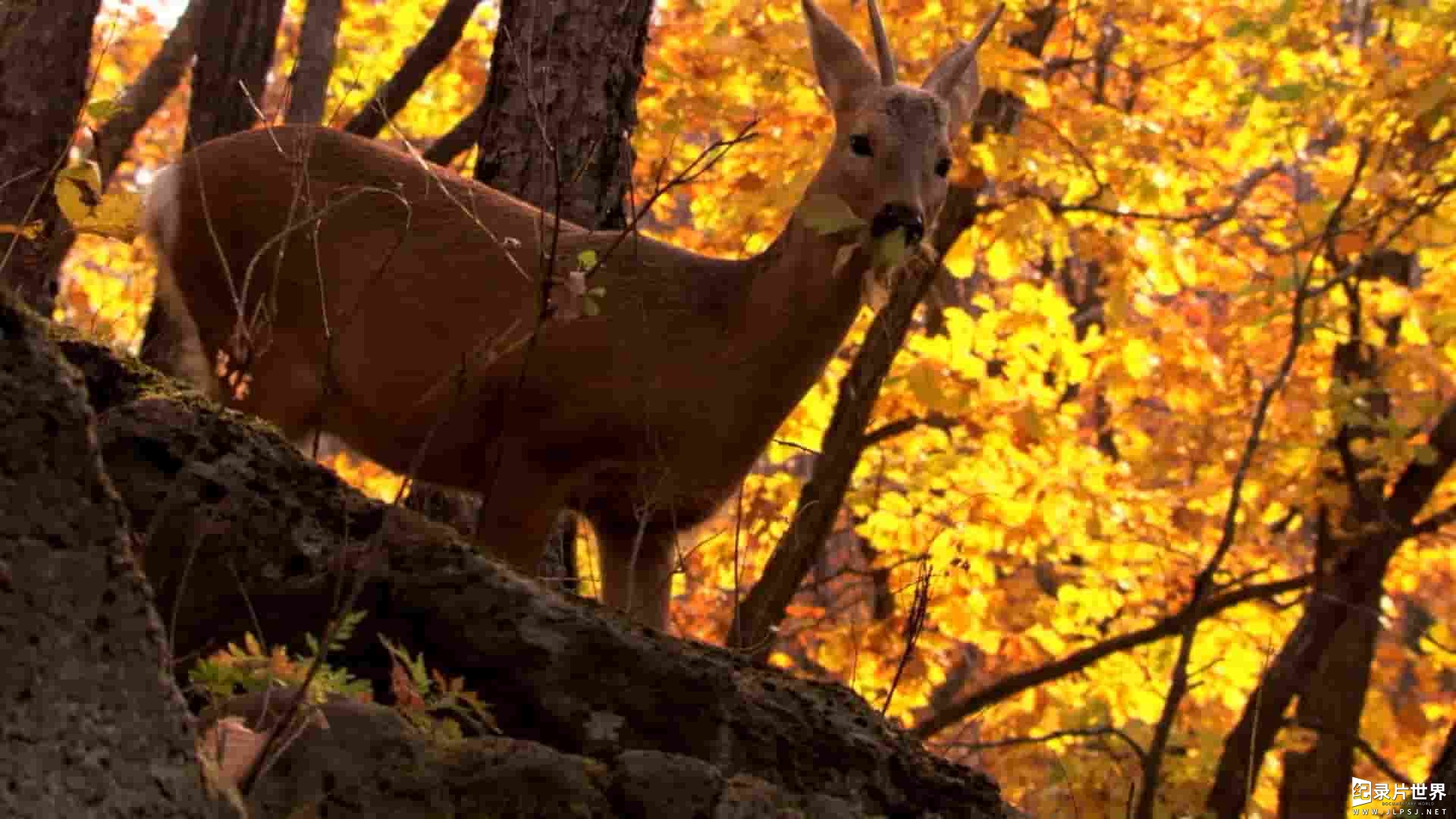 Curiosity纪录片《森林的季节 Seasons of the Forest 2020》全1集