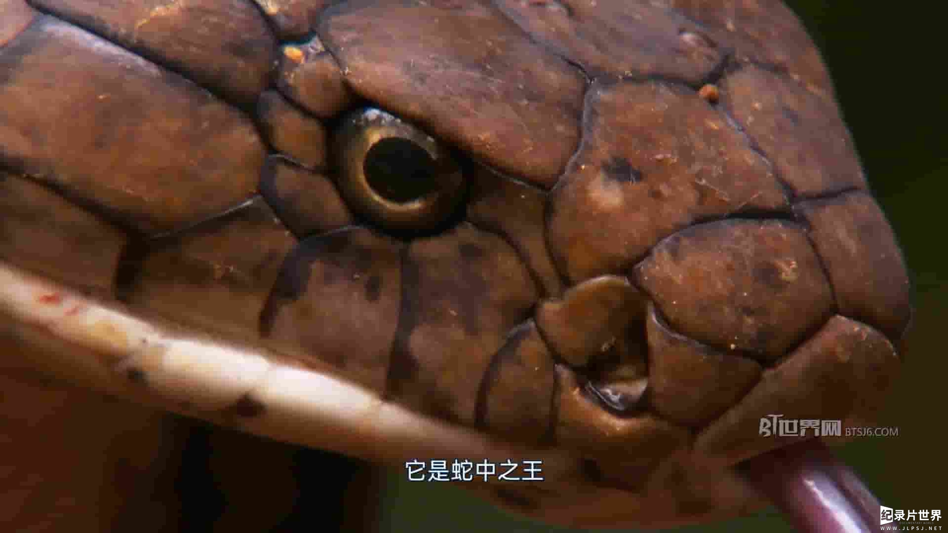 国家地理频道《眼镜蛇的秘密 Secrets of the King Cobra 2010》全1集 