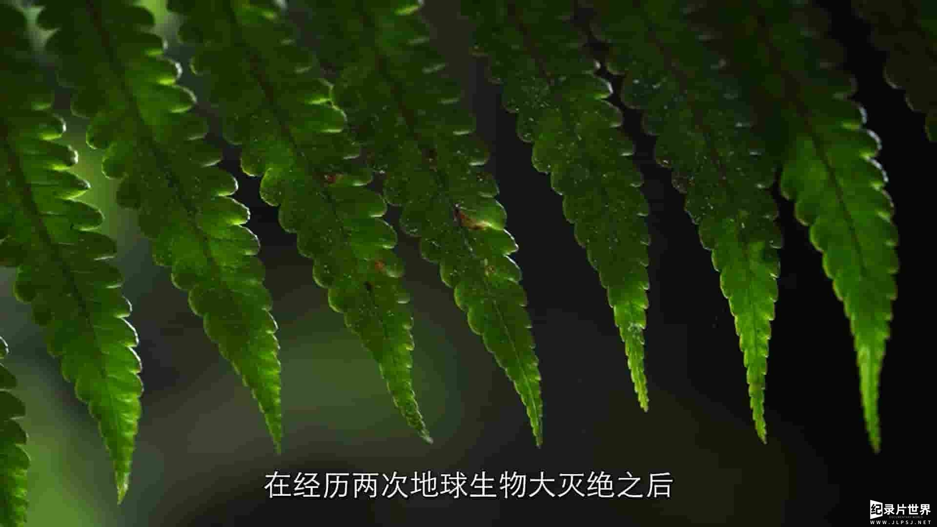 国产纪录片《中国海南·雨林秘境 2023》全3集