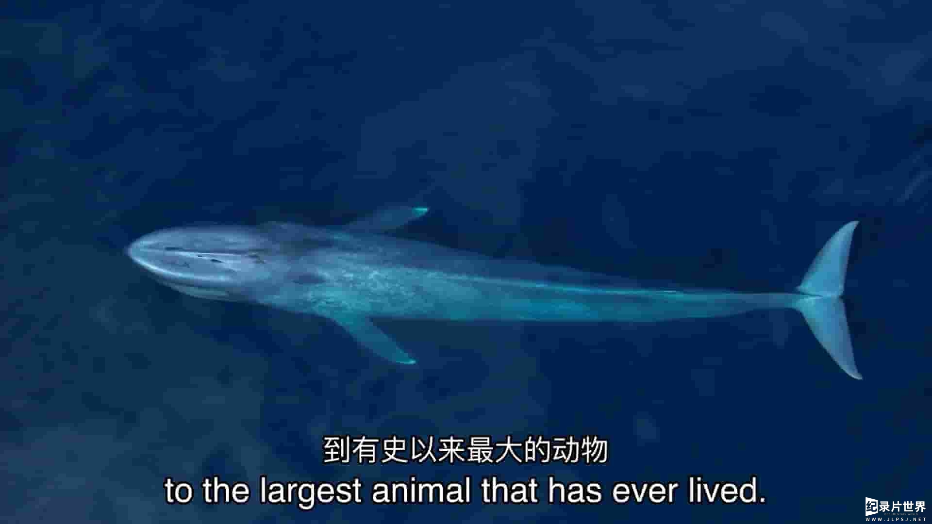 PBS纪录片《当鲸鱼会走路时 When Whales Could Walk 2024》全1集