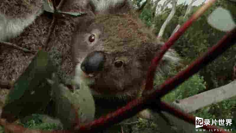 Curiosity纪录片《认识有袋动物 Meet the Marsupials 2020》全1集 